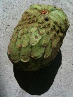 cherimoya