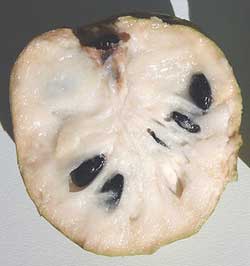 cherimoya2