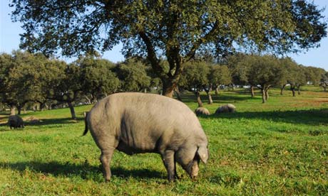 patanegra