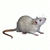 rat3