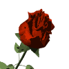 rosebloom.gif