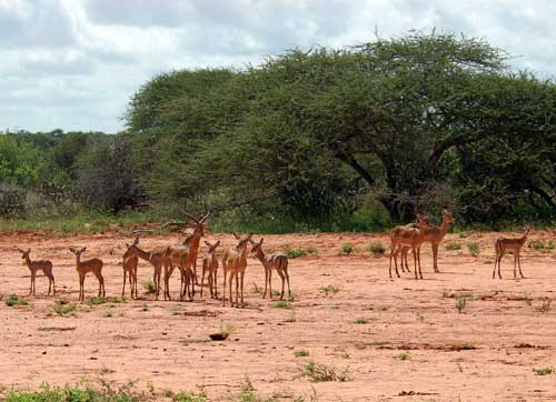 impala