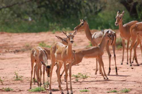 impala