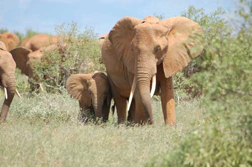 elephants