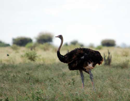 ostrich