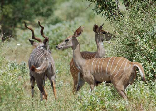 Kudu