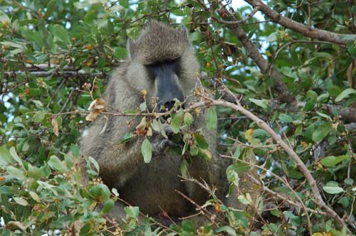 baboon