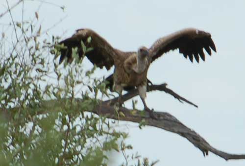 vulture2