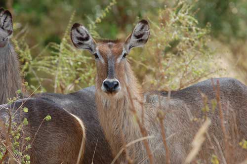 waterbuck