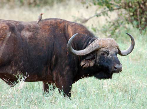 buffalo