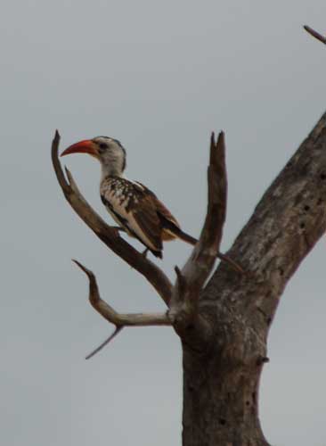 hornbill