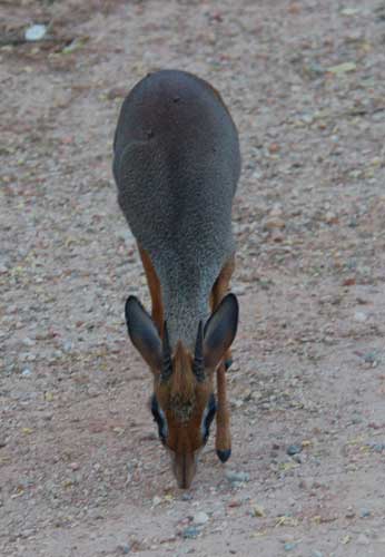 dikdik