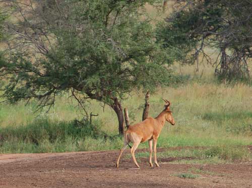 antelope