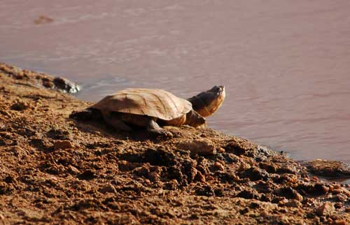 terrapin