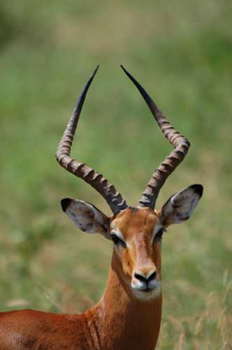 antelope